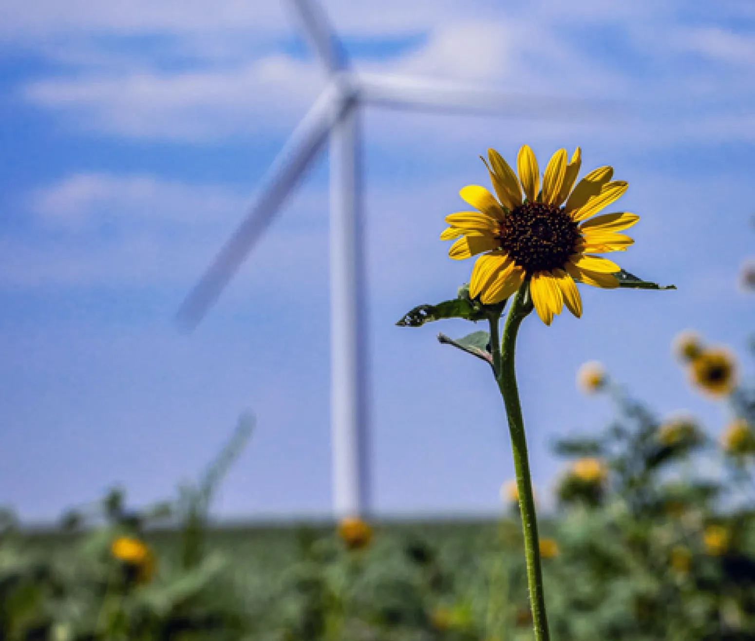 Sunflower in front of wind turbine